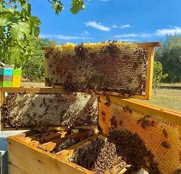 Ət məhsulları: Salam aleykum təbii balın 1kq 35 manat — 2