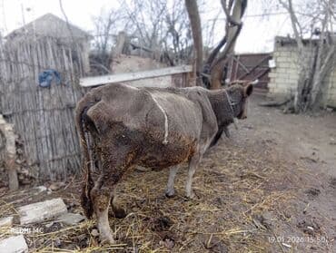Digər heyvanlar: Satişa heyvan: inək - Növ: inək (buynuzlu) - Rəng: boz-qəhvəyi, alnı — 8