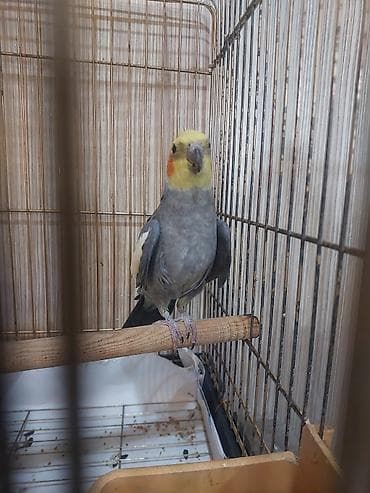 Другие птицы: Hazir erkey karela tam saglam aktiv qusdu tek oldugu ucun satilir — 2