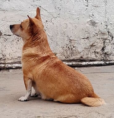 pulsuz it verirem: 2 ay, Dişi, Ünvandan götürmə — 3