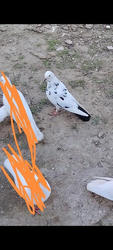 tap az ev quslari: 1 ci 18 tuk mayadi 2 ci de mayadi indi tutuldu 3 culer ozleri cut — 4