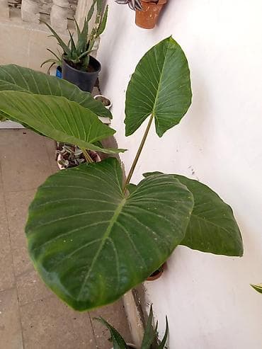 ev gulleri sekilleri: Bitki: Alocasia (Fil qulağı) – iri yarpaqlı tam saglamdir boyukdur — 4