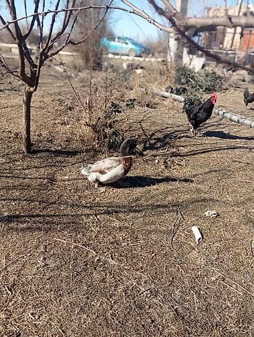 Cücələr: Erkək, Damazlıq — 5