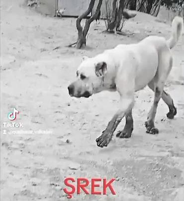 5 ayliq korpe: Qurdbasar — 1