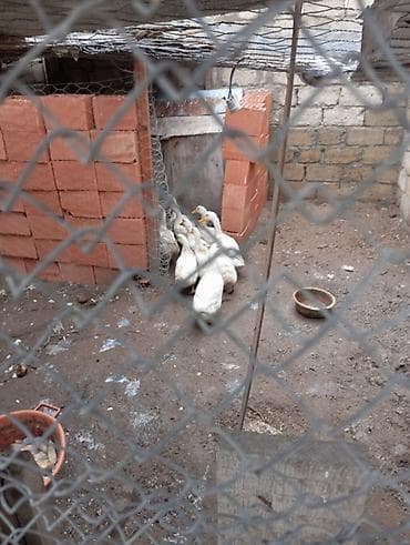 Yemlər: Satılır: ağ rəngli ördəklər (qrup halında) - Növ: evdə bəslənmiş ağ — 5