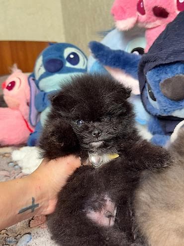 zvanoq itleri: Şpitz, Erkek — 7