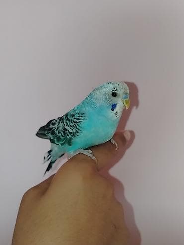 ag itler: Məhsul: Dalmatin naxışlı mavi-bulat rəngli dalğa papuqayı (budgerigar) — 2