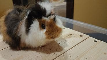 Gəmiricilər: Trikolor uzun tüklü dəniz donuzu (guinea pig) Parodası "Shiba" - — 3