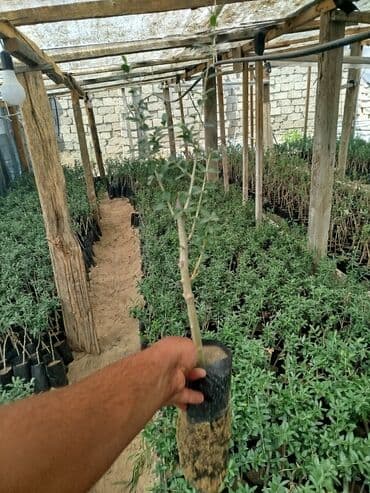 zeytun tingləri: Zeytun ağacı fidanları yaşıllaşdırma və bağçılıq üçün uyğundur. Bu — 4