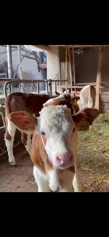 Pişiklər: Simental tipli buzovlar – ət və süd istiqamətli damazlıq potensialı — 9