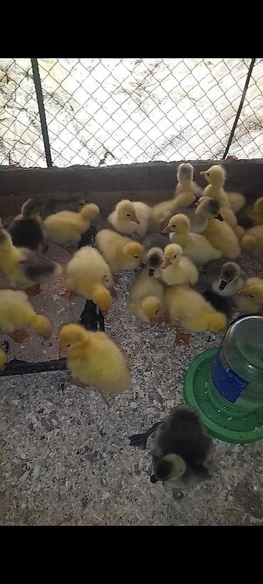 ev quslarinin satisi: ALLAH Hər kəsin malına mulkunə bərəkət versin 4 gunluk qaz balaları — 2