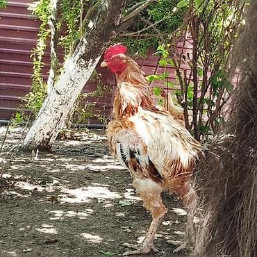 heyvan yemlərinin satışı: 1 Yas 5 Aylıq heyvandi,saglamdi,Cuzi endirim olacağ Çatdırılma yaxin — 1
