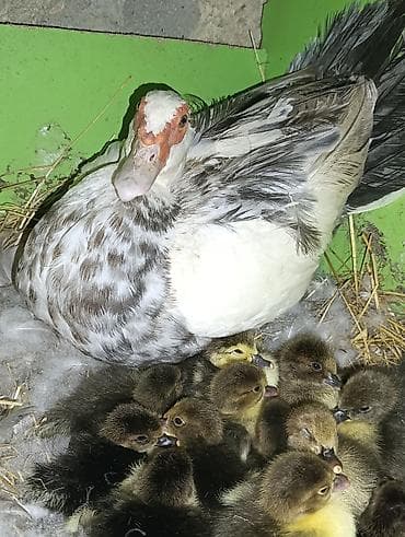 pekin: Satilir lal ördek balalari 33 denedi Ünvan bakı Nesimi metrosu 9mkr — 2