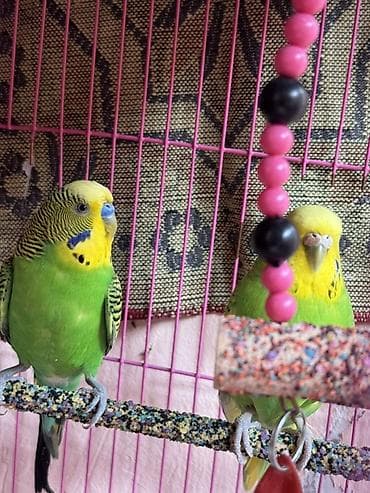 qus: 1 cüt sağlam papuqay bala almışam yumurtaları 100% dolu olur real — 1