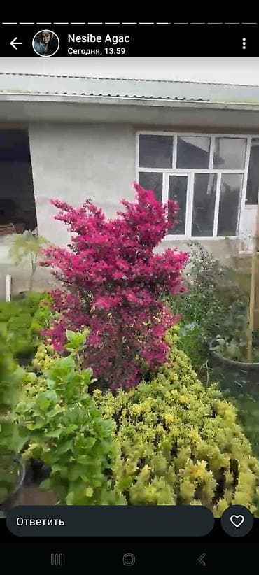 Dekorativ çiçək kolu – bağ və həyət üçün - Bitki: qırmızı-bənövşəyi