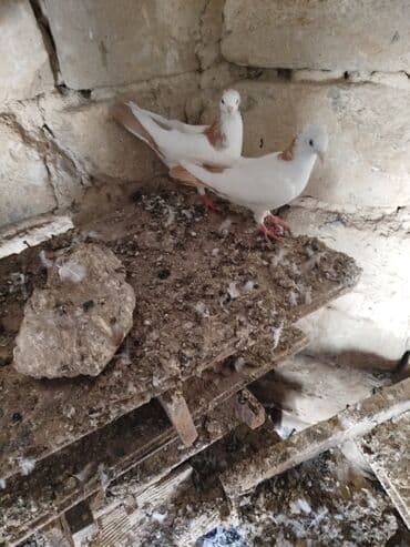 пудель в добрые руки: Şəkillərdə müxtəlif rənglərdə və bəzi fərqli xüsusiyyətlərə malik — 11