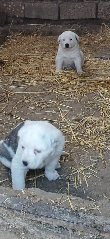 Lexus: Alabay, 1 ay, Erkek, Peyvəndli, Ödənişli çatdırılma — 9