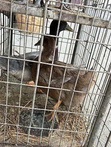 at satısı: Satılır: ördəklər (cüt) - Növ: ferma/ev quşu – ördək - Say: 2 ədəd — 4