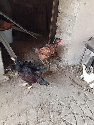 itler ucun bit dermani: Toyuq cücələri, Ətlik — 1