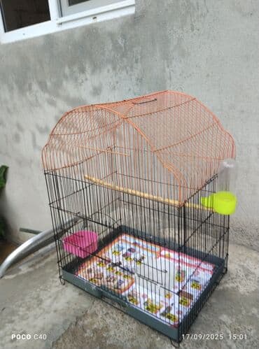 taxta qəfəs: Yalniz zeng Quşlar üçün nəzərdə tutulmuş, yaşıl damlı və ağ metal — 2