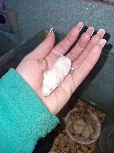 pişik evleri: Hamster balaları – müxtəlif rənglərdə - Rənglər: ağ, krem — 2