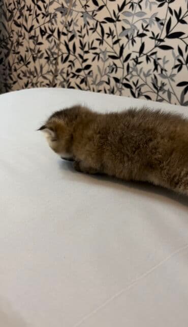 ən ucuz pişiklər: Şinşilla, Dişi, Erkək, Ünvandan götürmə, Ödənişli çatdırılma — 3