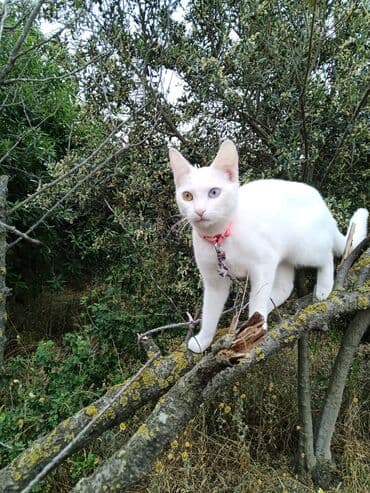 pişik tualet: Erkək, Dişi, Yaxşı əllərə, Ödənişli çatdırılma — 1