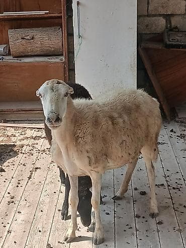 Ekiz quzuLu qoyun satıLır quzuLar dişidir ana qoçunu aLıb lalafo.az -da Ekiz quzuLu qoyun satıLır quzuLar dişidir ana qoçunu aLıb