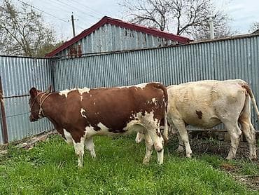 Digər kənd təsərrüfatı heyvanları: Heyvanlar 2ci və 3cü balaya 7aylıq boğazdır. Təmiz qan Smentaldır. Çox — 3