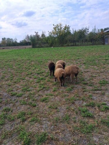 göyərçin satışı: Salam quzular satılır qəşəy quzulardı kökdülər 5də satılır .Hamsı — 2