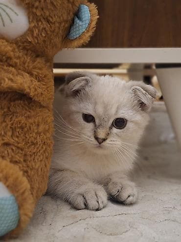 shotland pişiyi: Şotland yastı qulaq, Erkək, Yaxşı əllərə — 1