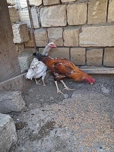 cucə və xoruz: Salam qiymet ikisine aitdi real alicilar elaqe saxlasin — 8