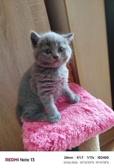 Boz tüklü, yumşaq və toppuş balaca pişik balası. Xüsusiyyətlər: - lalafo.az -da Boz tüklü, yumşaq və toppuş balaca pişik balası. Xüsusiyyətlər: -