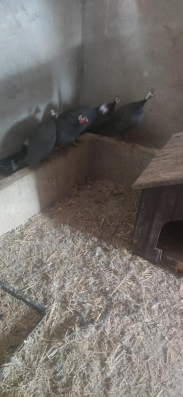 et baltası: Məhsul: mir quşları (helmeted guinea fowl) Təsvir: - Şəkillərdə — 2