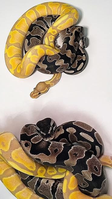 domuz: Мы стремимся соответствовать как минимум уровню российского рынка — 3