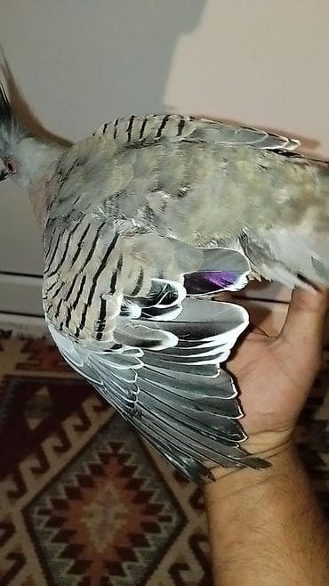 papuqay type 1: Satılır: kekili Avustralya göyərçin (qumrusu) crested pigeon — 3