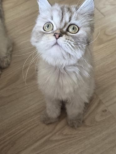 heyvanlar pişik: Britan, Dişi, Yaxşı əllərə, Ünvandan götürmə — 3