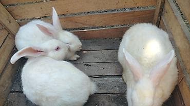 mor rəng: Ağ rəngli dovşanlar – 3 ədəd Məhsul təsviri: - Cins: Ağ albinos tipli — 1