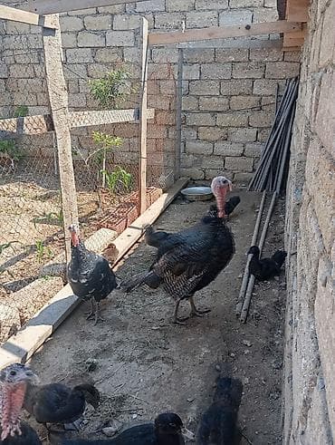 dovsan sekli: Erkək, Damazlıq — 2