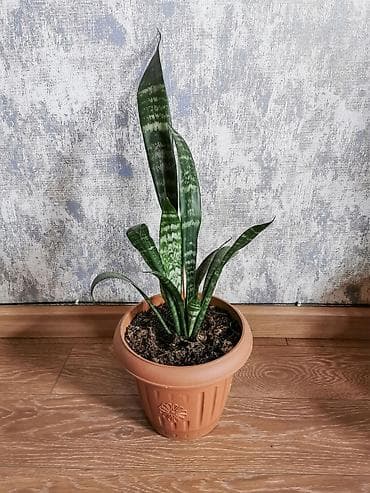 mal dili bitkisinin faydaları: Sansevieria - qabla birlikdə satılır. Uşaq otağı, yataq otağı, ofis — 4