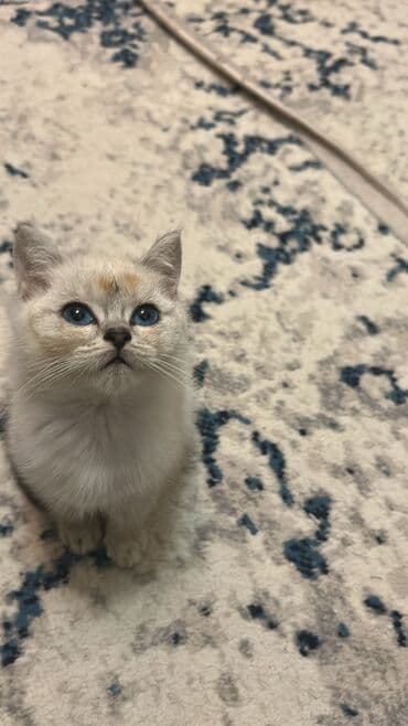 Şinşilla, Erkək, Yaxşı əllərə, Ünvandan götürmə