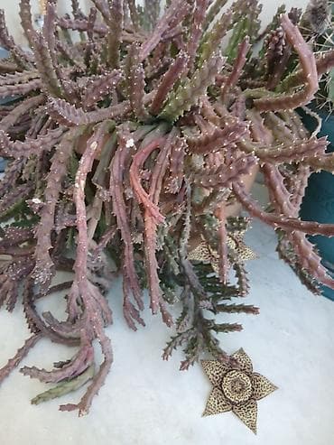 diffenbaxiya bitkisi: Stapeliya (Orbea/Stapelia) – nadir görünüşlü ətli/sukkulent bitki - — 2