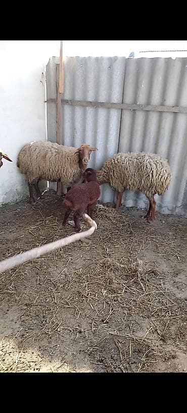 beyleqan sortu qoyun: Dişi, Qala, il: 1, 50 kq, Damazlıq, Ünvandan götürmə — 2