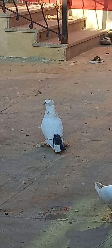 Cins göyərçin – ağ başlı, qəhvəyi-bənövşəyi bədənli, ağ quyruqlu və — 9