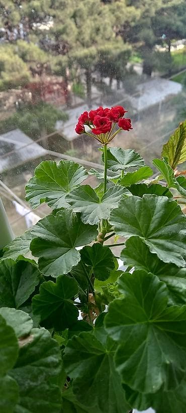 ev bitkisi: Satılır: otaq gülləri kolleksiyası - Sardunya (Pelargonium) – bir — 3