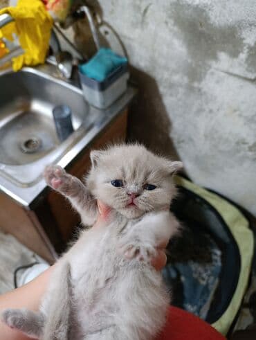 pi̇şi̇k: Britan — 1