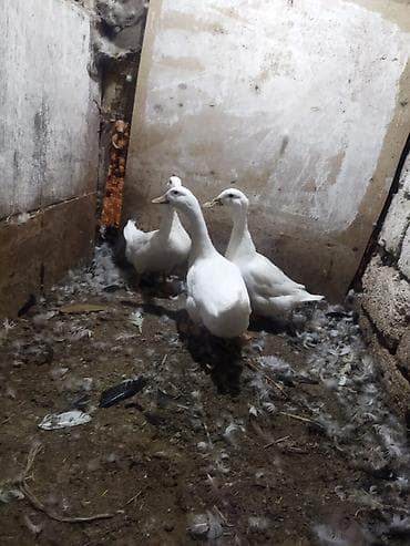 ağ xaski: Satılır: Ağ ördəklər (3 baş) - Rəng: tam ağ lələklər - Gaga: açıq — 1