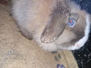 it bazari 2018: Pekines, 5 ay, Erkek, Ödənişli çatdırılma — 1