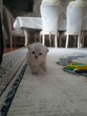 шотландские вислоухие коты: Şotland yastı qulaq — 8