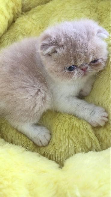 bala keçi: Yumşaq tüklü balaca pişiklər – ev heyvanı axtaranlar üçün ideal seçim! — 4